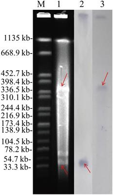 Emergence of a novel hybrid mcr-1-bearing plasmid in an NDM-7-producing ST167 Escherichia coli strain of clinical origin